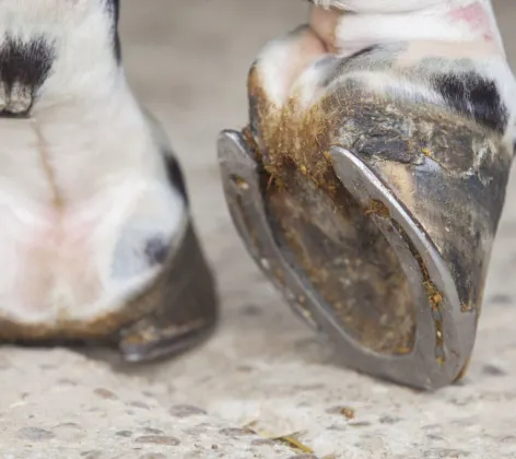Close up photo of horse hoof with shoe